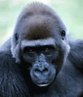 gorilla closeup