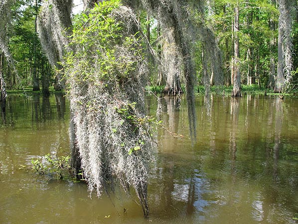 the Weeping Haints